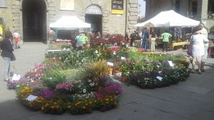 Cortona Coccio