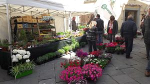 Cortona fiera fiore