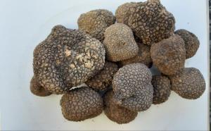 tartufo nero