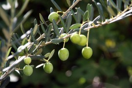 Olio d’Oliva Nei Pubblici Esercizi
