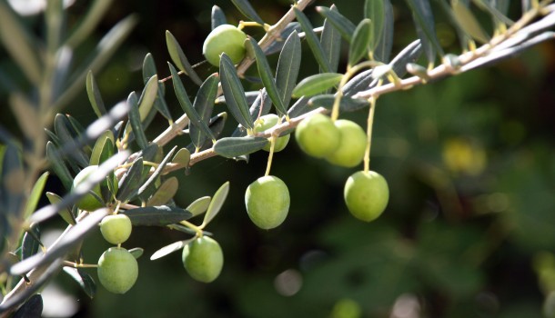 Olio d’Oliva Nei Pubblici Esercizi