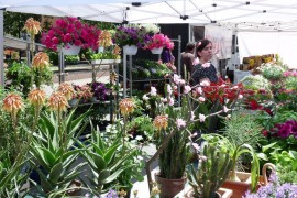 FIORI E PIANTE PROTAGONISTI A FOIANO  DELLA CHIANA