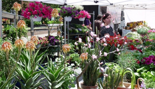 FIORI E PIANTE PROTAGONISTI A FOIANO  DELLA CHIANA