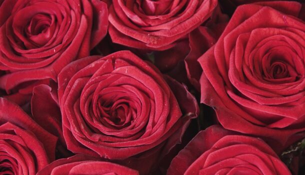 San Valentino: Assofioristi Confesercenti, oltre 9 milioni di italiani compreranno fiori