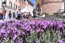 FOIANO IN FIORE: AL VIA LA 40ª EDIZIONE DELLA STORICA FIERA DEL FIORE